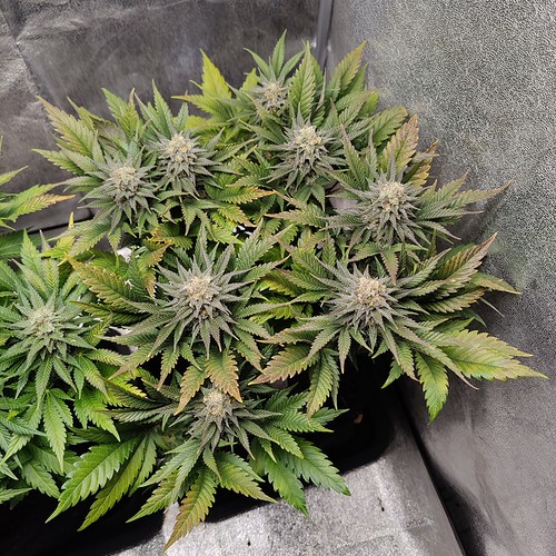 Growreport Bild 5