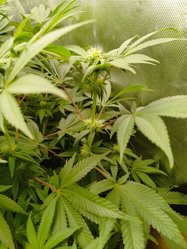 Growreport Bild 4