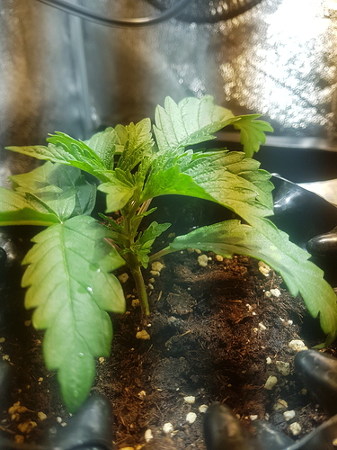 Growreport Bild 8
