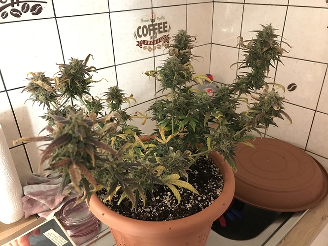 Growreport Bild 2