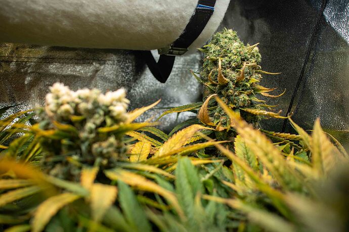 Growreport Bild 10