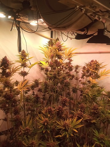 Growreport Bild 62