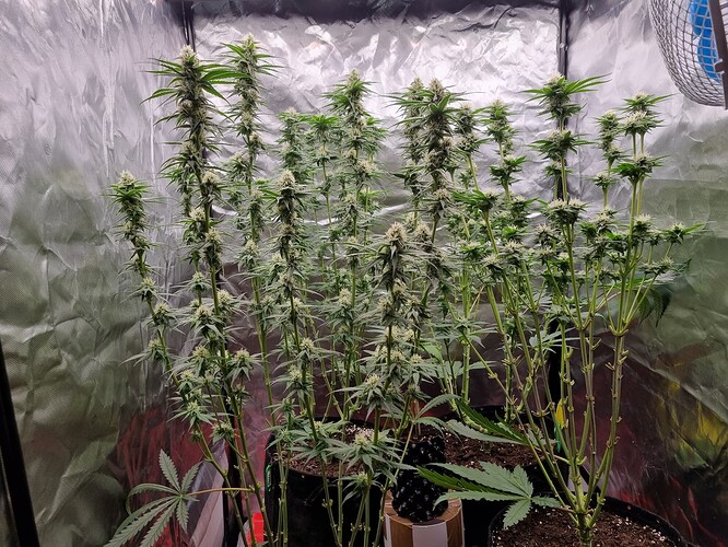 Growreport Bild 5