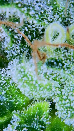 Growreport Bild 13