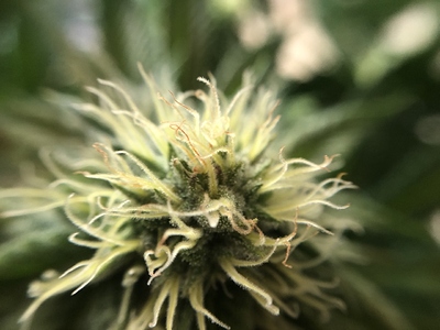 Growreport Bild 35