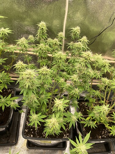 Growreport Bild 4