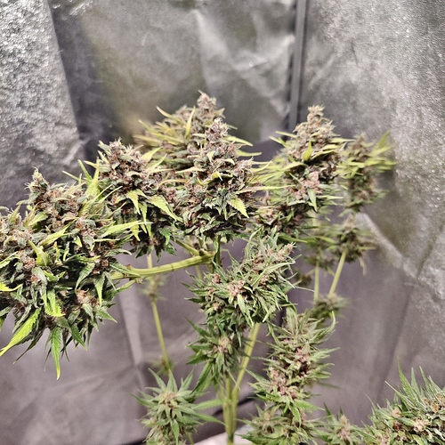Growreport Bild 18