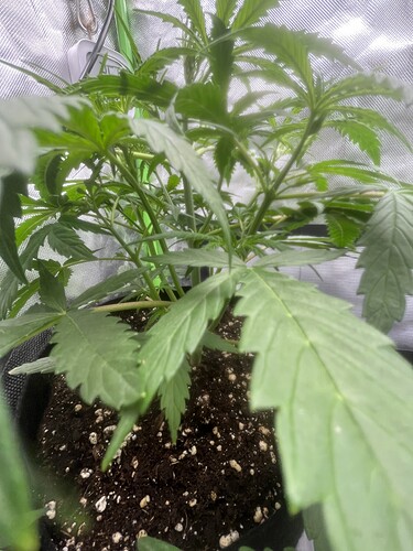 Growreport Bild 14