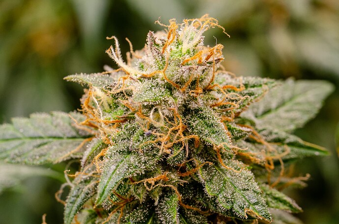 Growreport Bild 2