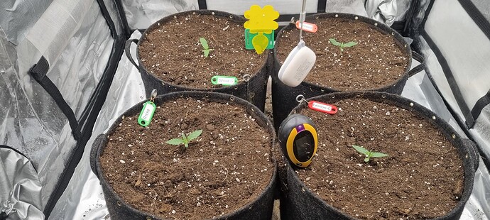Growreport Bild 5