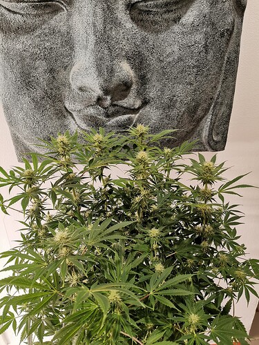 Growreport Bild 7