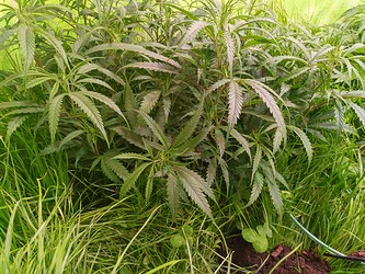 Growreport Bild 4
