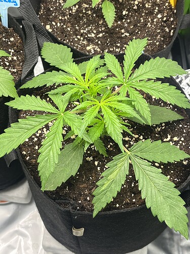 Growreport Bild 43