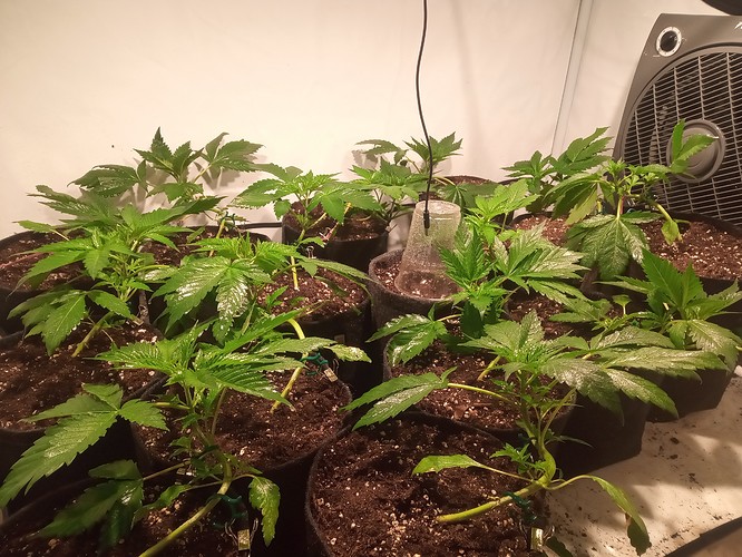 Growreport Bild 7