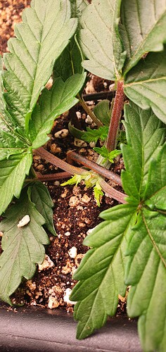 Growreport Bild 12