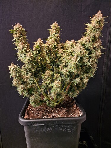 Growreport Bild 2