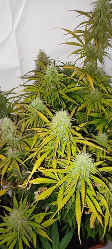 IMG_20221212_182418