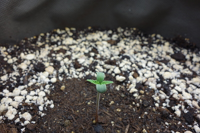 Ein junger Cannabis-Keimling mit zwei kleinen Blättern, der aus Erde wächst.