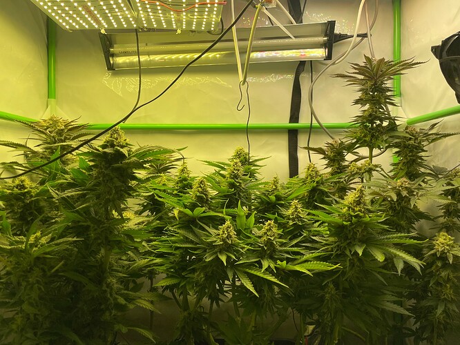Growreport Bild 5