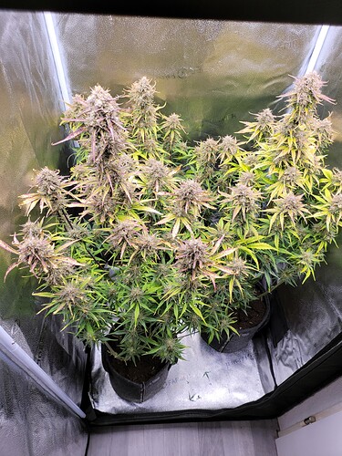 Growreport Bild 4