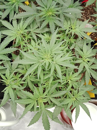 Growreport Bild 11