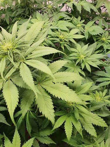 Growreport Bild 2