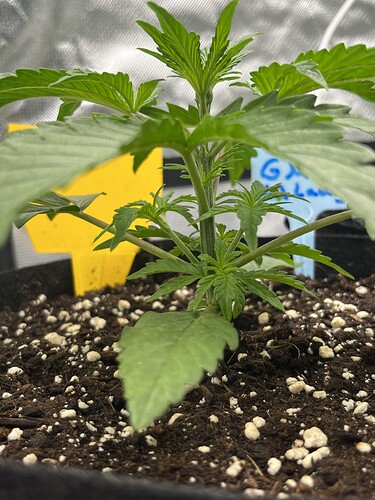 Growreport Bild 40