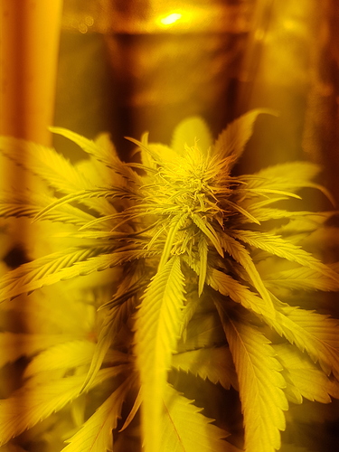 Growreport Bild 1