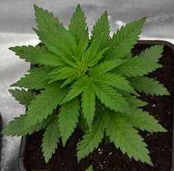 Growreport Bild 3