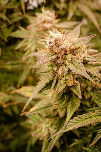 Growreport Bild 17