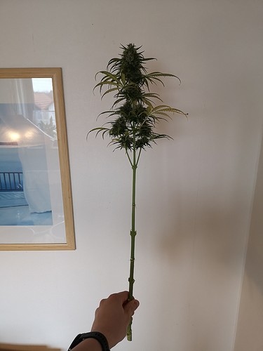 Growreport Bild 9