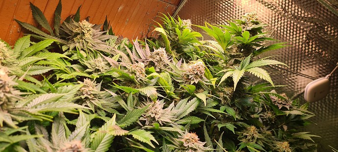 Growreport Bild 7