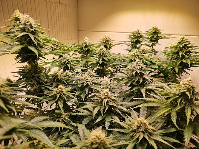 Growreport Bild 12