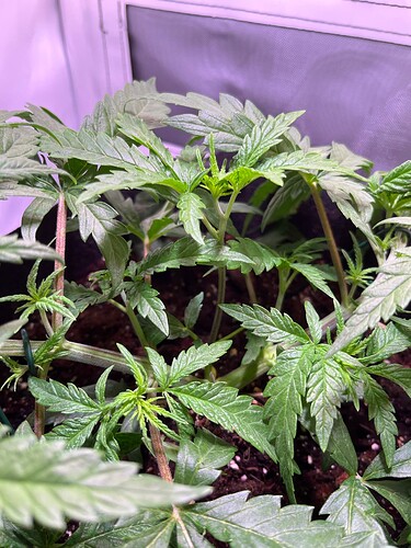 Growreport Bild 9