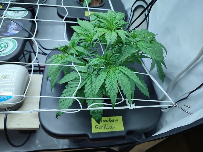 Growreport Bild 40
