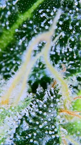 Growreport Bild 9