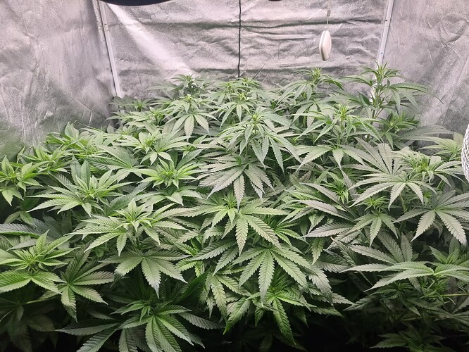 Growreport Bild 17