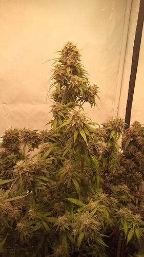 Growreport Bild 2