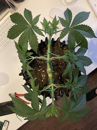 Growreport Bild 1