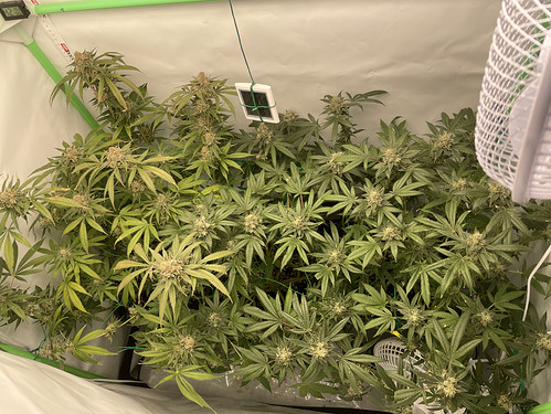Growreport Bild 9
