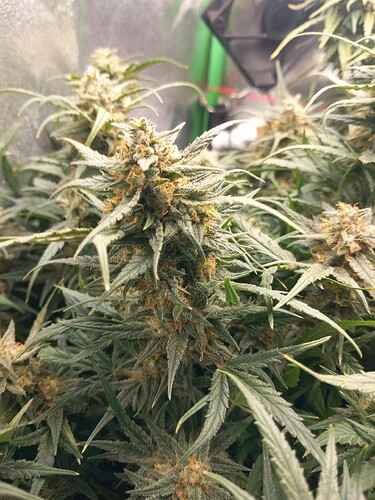 Growreport Bild 1