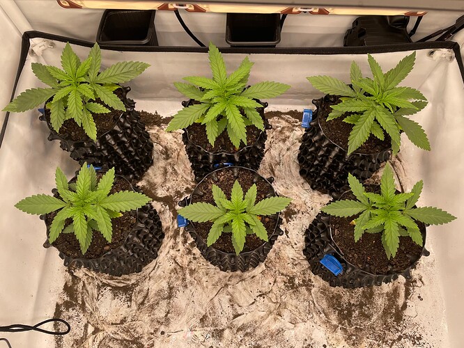 Growreport Bild 1