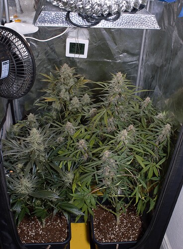 Growreport Bild 7