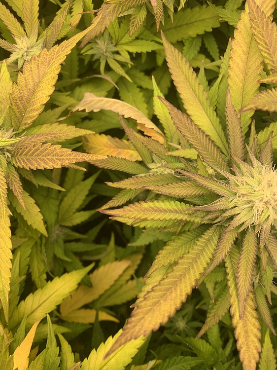 Gelbe Blätter + braune Flecken + teilweise verbrannte Blattspitzen GrowProbleme Forum