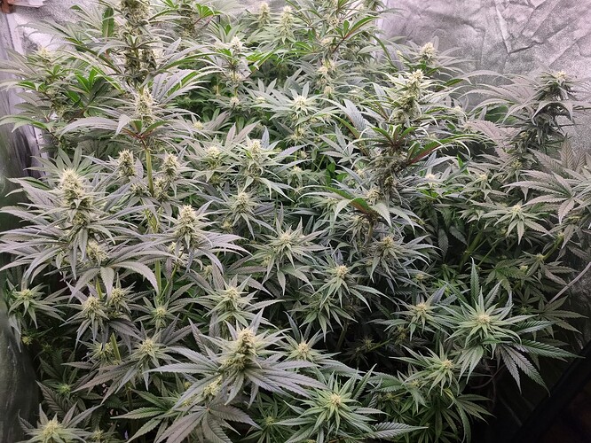 Growreport Bild 6
