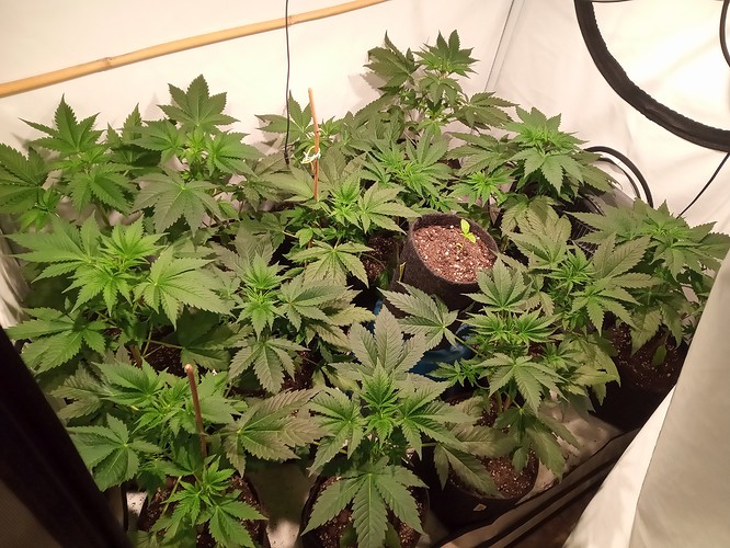 Growreport Bild 3