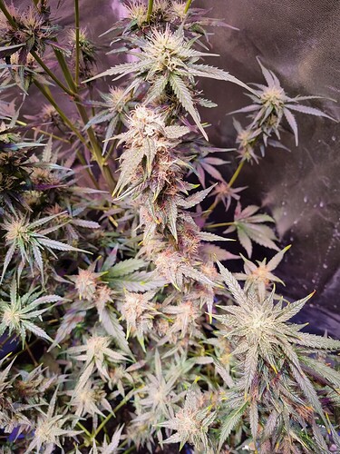 Growreport Bild 30