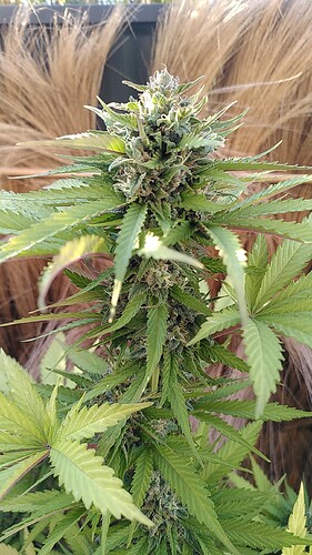 Growreport Bild 2