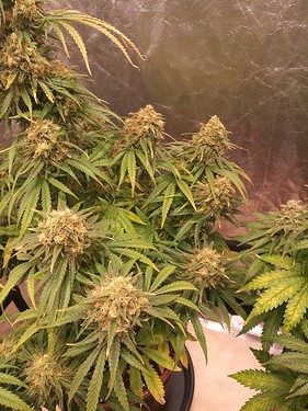 Growreport Bild 20