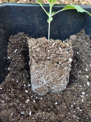 Growreport Bild 8